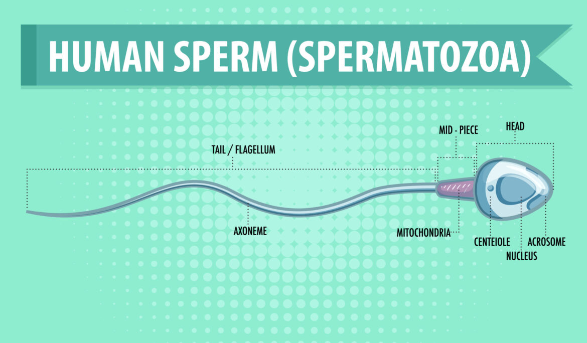 What are the best tips for improving sperm health and enhancing male fertility?
